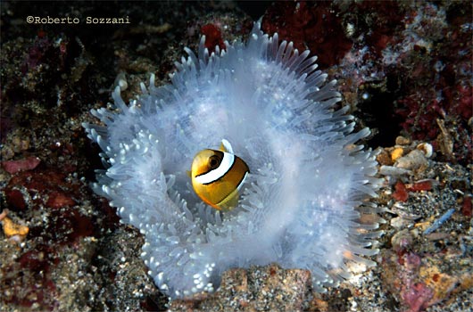 Amphiprion clarkii