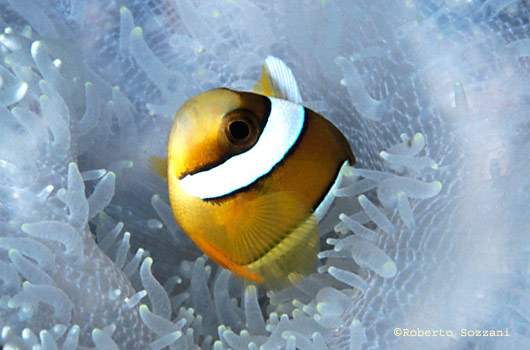 Amphiprion clarkii
