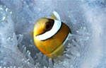 Clark's anemonefish