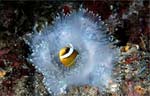 Clark's anemonefish
