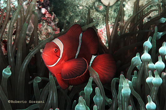 Premnas biaculeatus