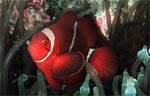 Spinecheek anemonefish