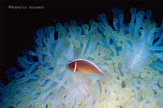 Amphiprion perideraion