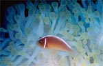 Pink anemonefish