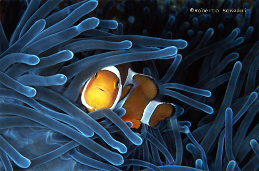 Amphiprion ocellaris
