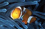 False clown anemonefish