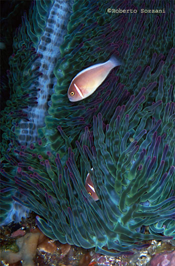 Amphiprion perideraion