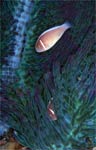 Pink anemonefish