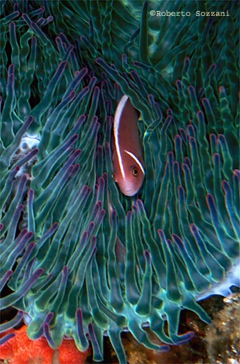 Amphiprion perideraion