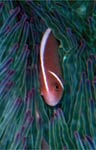 Pink anemonefish