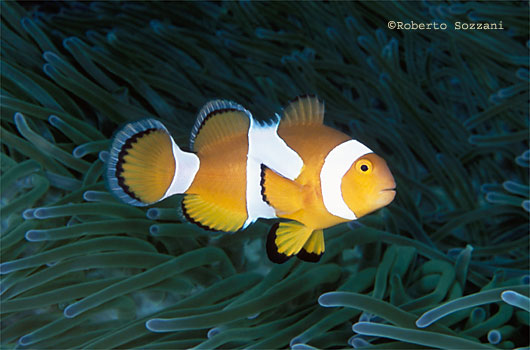 Amphiprion ocellaris