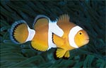 False clown anemonefish