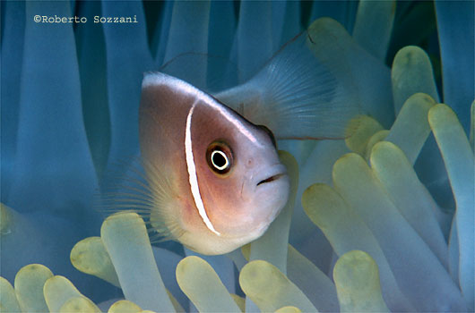 Amphiprion perideraion