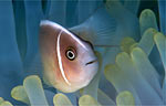 Pink anemonefish