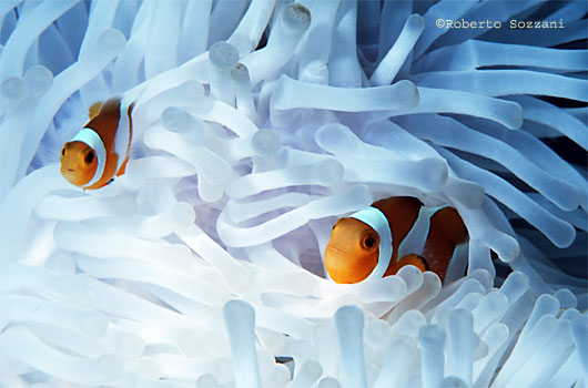 Amphiprion ocellaris