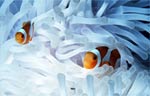 False clown anemonefish