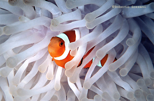 Amphiprion ocellaris