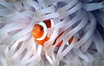 False clown anemonefish