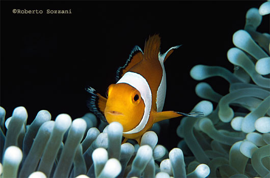 Amphiprion ocellaris