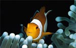 False clown anemonefish