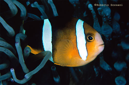 Amphiprion clarkii