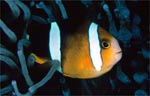 Clark's anemonefish