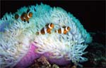False clown anemonefish