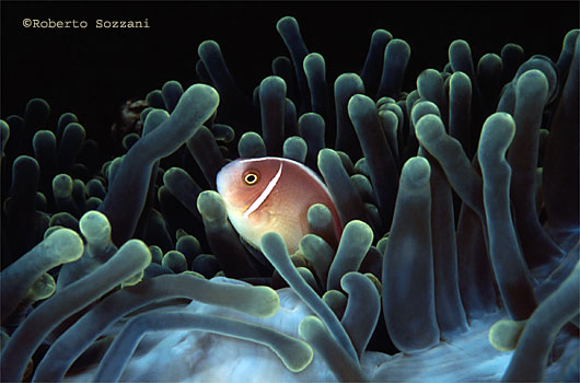 Amphiprion perideraion