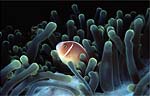 Pink anemonefish