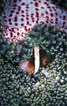 Clark's anemonefish