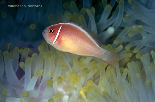 Amphiprion perideraion