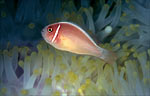 Pink anemonefish