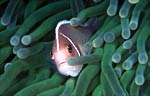 Pink anemonefish