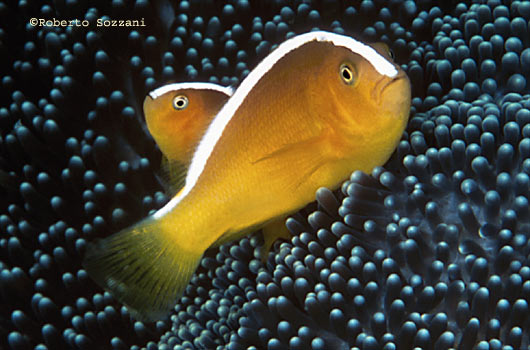 Amphiprion sandaracinos