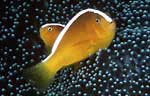 Orange anemonefish