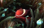 Spinecheek anemonefish
