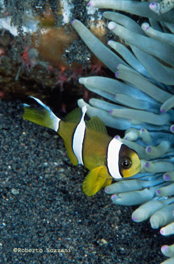 Amphiprion clarkii
