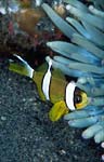 Clark's anemonefish (juvenile)