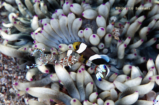 Amphiprion clarkii