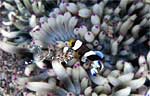Clark's anemonefish (juvenile)