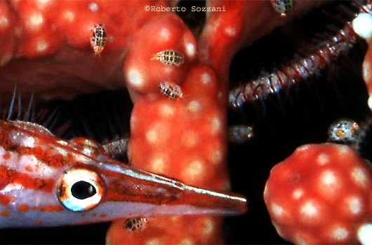 Cyproidea sp.