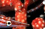 Amphipods