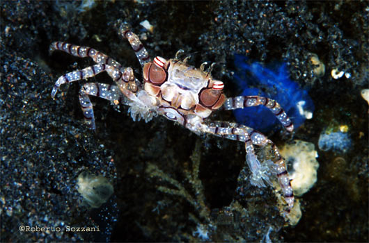 Lybia tessellata