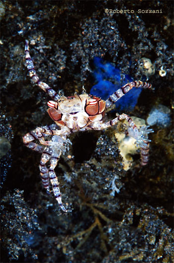 Lybia tessellata