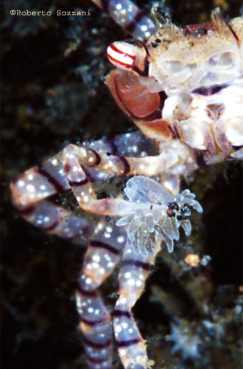 Lybia tessellata