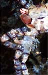 Boxer crab