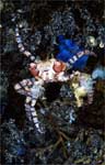 Boxer crab