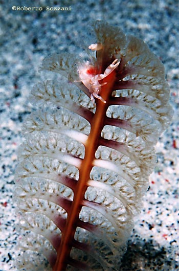 Porcellanella triloba