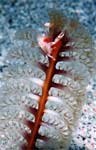 Seapen crab