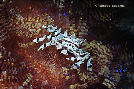 Zebrida adamsii